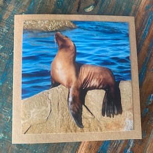 Carte lion de mer, carte recyclée, carte faite main, carte plage, carte faune, carte nature, carte écologique, carte éthique, cadeau recyclé pour lui