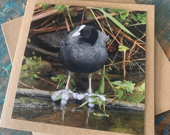 Moorhen cars, recycled card, handmade card, bird card, wildlife card, nature card, eco friendly card, ethical card, recycled gift for her