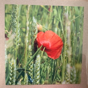 Carte fleurie, carte recyclée, carte d'anniversaire, carte souvenir, carte écologique. Carte faite main. Carte originale, carte-cadeau vierge, carte coquelicot