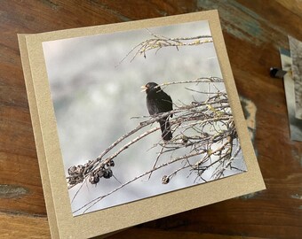 Blackbird card, recycled card, birthday card, English bird card. Eco friendly card. Handmade card. Unusual Thank you card, blank gift card