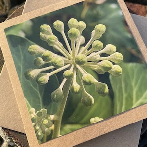 Carte de lierre, carte de fleur, carte recyclée. Carte écologique. Carte faite main, carte d'anniversaire, carte éthique, carte photo, carte de remerciement, carte de plante