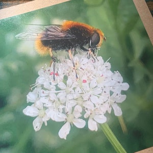 Carte abeille, carte recyclée, carte d'anniversaire. Carte écologique. Carte faite main. Carte de remerciement, carte-cadeau vierge, carte nature anglaise, cadeau pour elle