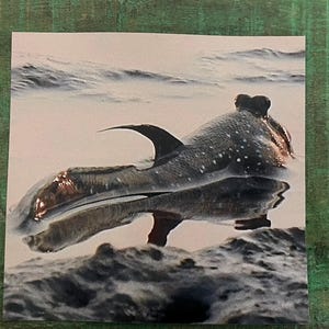 May include: A photograph of a fish-like creature with a dark fin and speckled body, partially submerged in water. The creature has a rounded head and appears to be in a marine environment, with waves visible in the background.