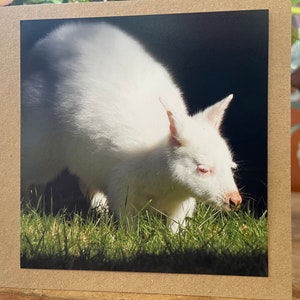 carte recyclée, carte de voeux écologique, wallaby albinos. Carte d'anniversaire, carte faite main, carte de remerciement, carte vierge. Cadeau pour elle