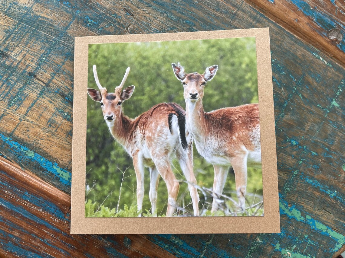 Deer Card. Get Well Soon Card Recycled Card Birthday Card Etsy UK