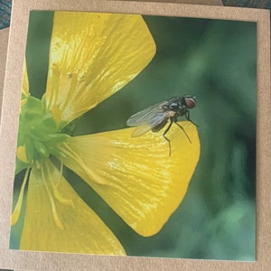 Carte fleur, carte recyclée, carte d'anniversaire, carte insecte, carte mouche. Carte écologique. Carte faite main. Carte inhabituelle, carte vierge, carte florale