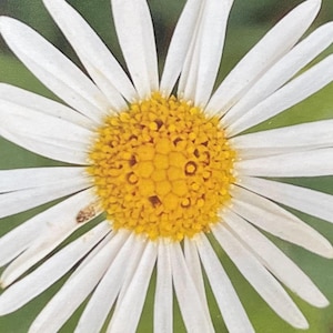 Tarjeta de margaritas reciclada, tarjeta ecológica, tarjeta con flores. Tarjeta de cumpleaños, tarjeta hecha a mano, tarjeta de agradecimiento, tarjeta boho para jardineros, tarjetas ecológicas.