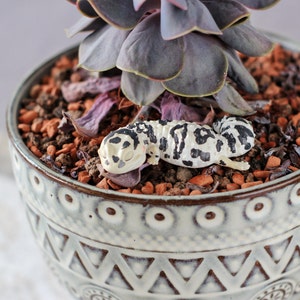 Op de afbeelding: Een wit en zwart gekko-beeldje dat slaapt in een grijze keramische pot met een patroon. De pot is gevuld met bruin en rood grind en een paarse succulent plant.