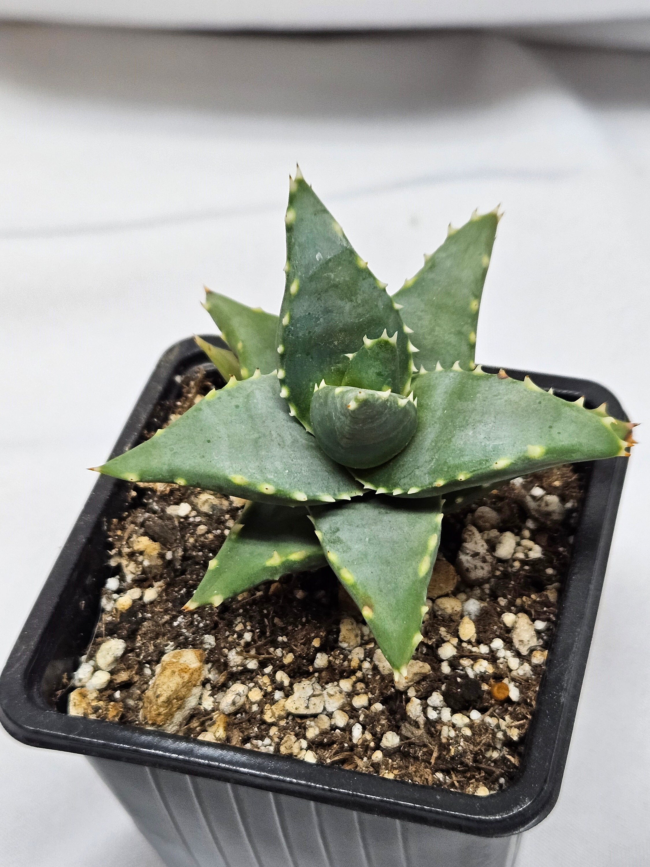 Aloe Pearsonii | Unique Clump-Forming Plant | Planet Desert