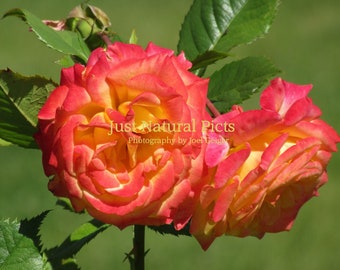 Pink Orange Roses