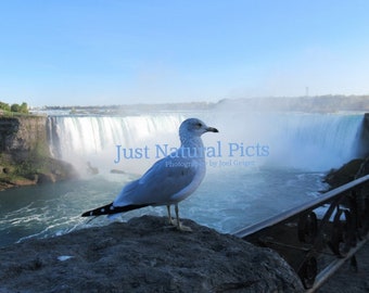 Niagara Gull