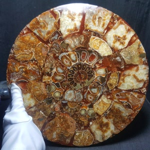 25CM Natürlicher Feinpolierter Ammonit /Ganzes Ammonit Fossil/Authentisches Ammonit Fossil/Prähistorische Fossilien/Nautilus Muschel/Fossil Sammlung