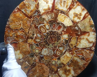 25CM Polished Ammonite Fossil: Prehistoric Nautilus Shell Collection