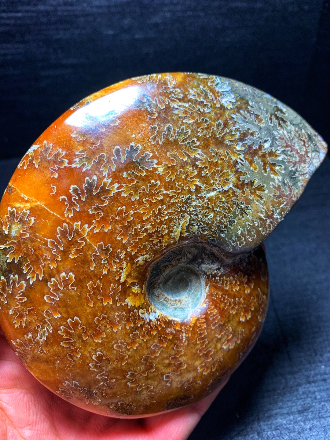 Fossile D'ammonite Naturel - Spécimen Pétrifié De 4 Cm De Diamètre, Pour Collection Ou Enseignement