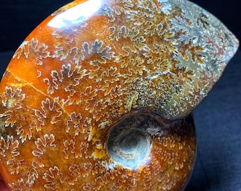 May include: A fossilized ammonite with a brown and orange shell with a white and gray pattern. The ammonite is polished and has a smooth surface.