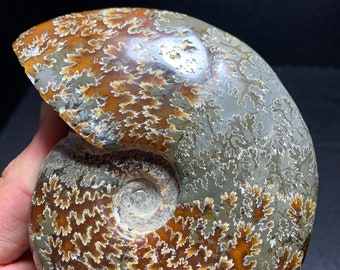 Natural Ammonite Fossil Shell: Madagascar Crystal Healing Conch