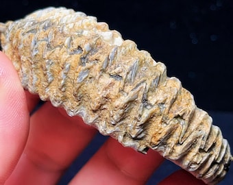 Natural Ammonite Fossil Conch: Crystal Healing Home Decor - Madagascar