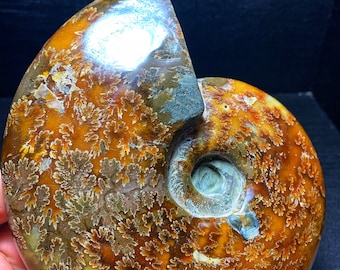 アンモナイト化石 約10cm E4635x 大型化石 アンモナイト きれいな縫合パターン 大型 3.0 インチ