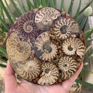 1PC Natural Ammonite Disc Fossil Conch Specimen,Quartz Crystal Fossil,Fossil Specimen,Healing,Home Decoration,Crystal Gifts,Random Selection