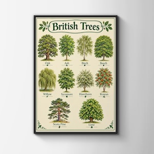 May include: A framed educational poster titled British Trees, featuring ten detailed illustrations of trees including Oak, Ash, Birch, Beech, Willow, Sycamore, Hawthorn, Rowan, Scots Pine, and Lime, each labelled with its common name in dark green text.