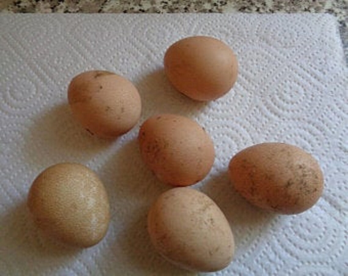 6 extra Guinea Eggs you can decorate eat or hatch free Etsy