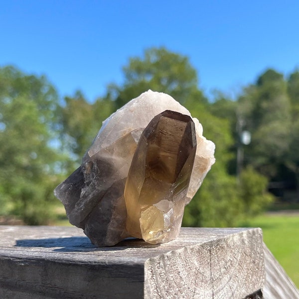 Statement Smoky Citrine Quartz Cluster ~ Smokey Citrine Quartz Cluster ~ Citrine Quartz Cluster ~ Quartz Specimen  ~ Rock Collector