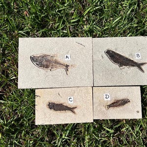 Rare Piece ~ Fossil Fish From Wyoming, USA ~ Pre Historic Fossil Fish ~ Real Diplomystus Dentatus  and Knightia Fish Fossil