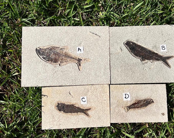 Rare Piece ~ Fossil Fish From Wyoming, USA