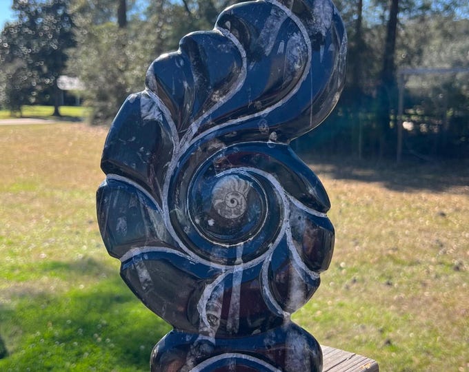 Large Ammonite and Orthoceras Cephalopod Fossil Specimen