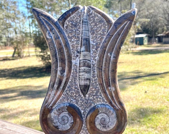 Large Ammonite and Orthoceras Cephalopod Fossil Specimen