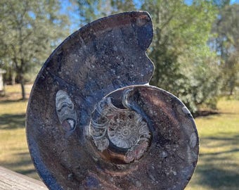 Large Ammonite and Orthoceras Cephalopod Fossil Specimen