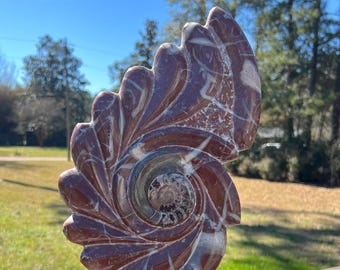 Large Ammonite and Orthoceras Cephalopod Fossil Specimen ~ Large Ammonite Conch Fossil ~ Geology ~ Gift for Him ~ Dinosaur Era ~ Fossil