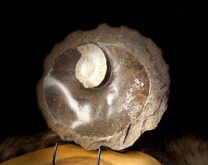 Ammonite Fossil Specimen Plate