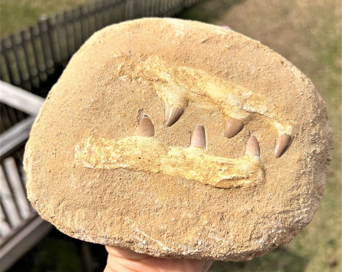 Dinosaur Tooth
