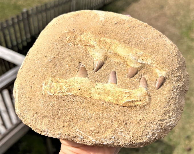 Dinosaur Tooth