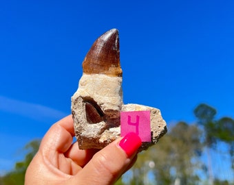 Six Huge Dinosaur Tooth ~  Pick Yours       Mosasaur Tooth with Root 100% Genuine Specimen - Cretaceous ~ Collector Fossil ~ Dinosaur