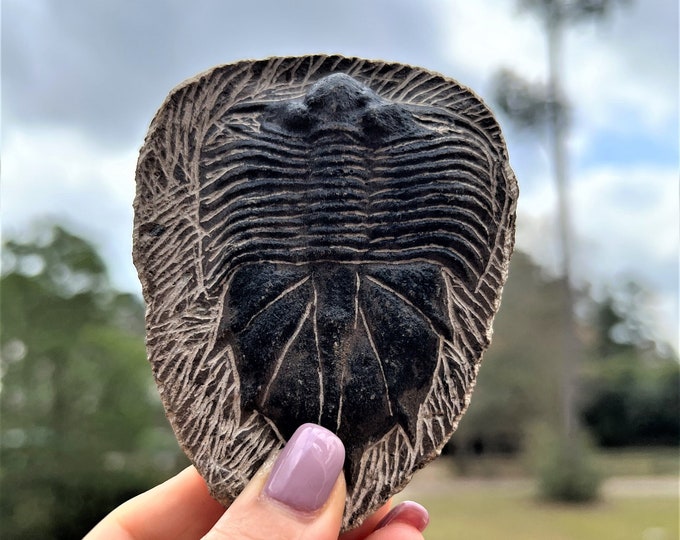 Trilobite Fossil  ~ Fossil for strength