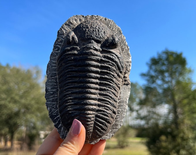 Huge Rare Trilobite Fossil