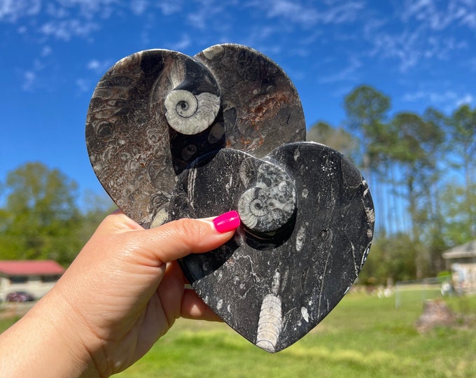 Ammonite Fossil Heart Plate ~ Choose yours