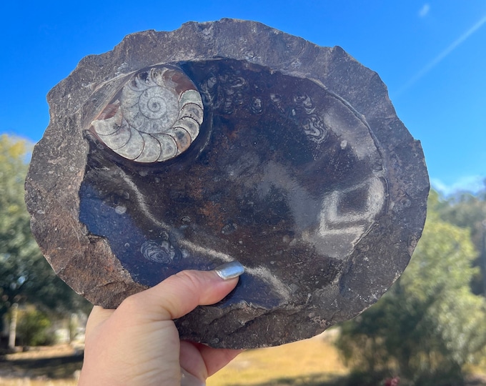 Ammonite Fossil Specimen Plate