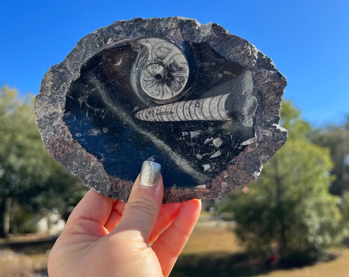 Ammonite Fossil Specimen Plate