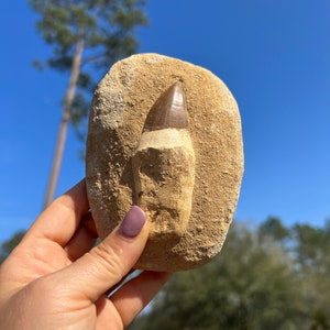 Dinosaur Tooth ~ Mosasaur Tooth with Root 100% Genuine Specimen - Morocco Cretaceous ~ Collector Fossil ~ Dinosaur ~ Kid&#39;s Gift