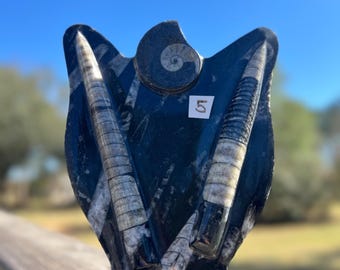 Ammonite and Orthoceras Cephalopod Fossil Specimen ~ Choose Yours ~ Large Ammonite Conch Fossil ~ Geology ~ Dinosaur Era ~ Fossil