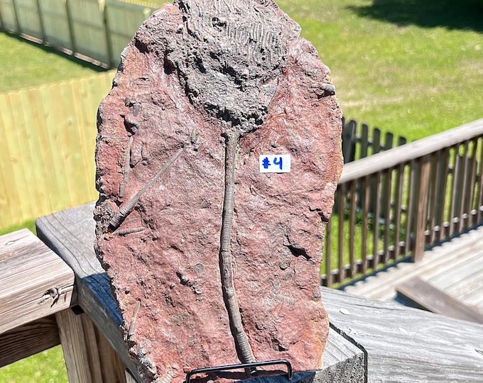 Crinoid Scyphocrinites Flower Fossil