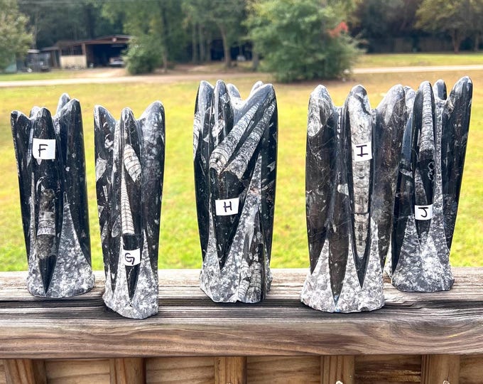 Orthoceras Cephalopod Fossil Specimen ~ Choose Yours