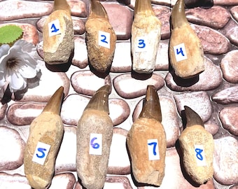 Dinosaur Tooth