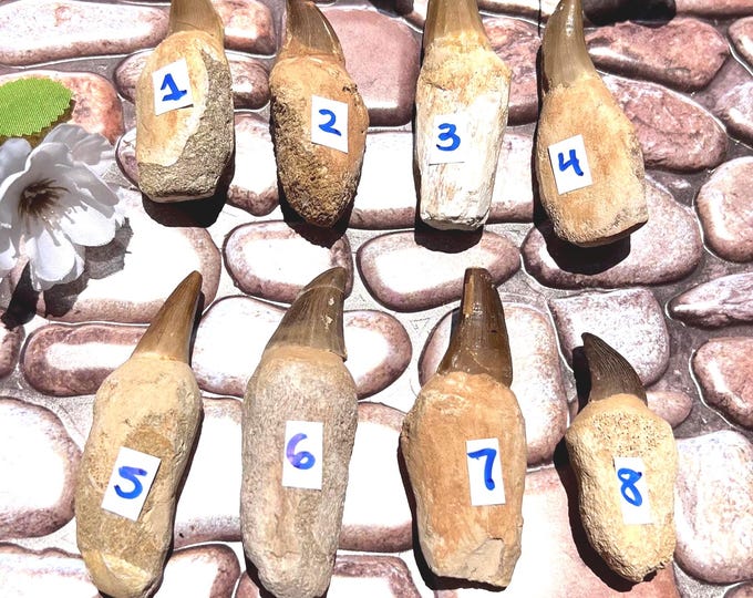 Dinosaur Tooth