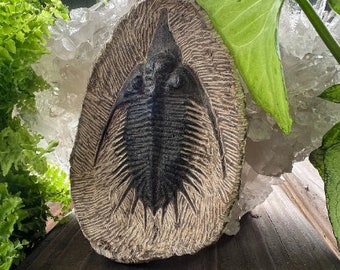 Rare Trilobite Fossil