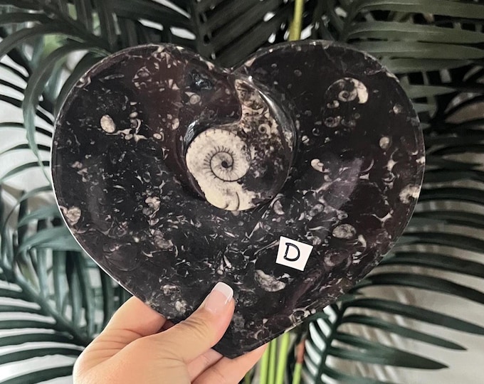 Ammonite Fossil Heart Plate ~ Choose yours