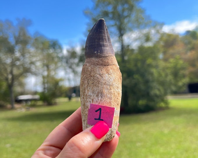 Six Huge Dinosaur Tooth ~ Pick Yours